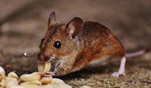 24 Hour & Emergency Exterminators in East Mc Dowell, KY